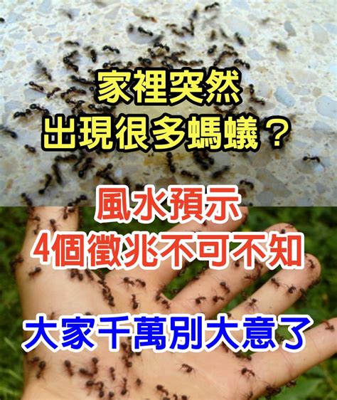 家裡突然很多螞蟻|家裡螞蟻多到殺不完怎麼辦？居家達人教4招滅蟻方法…